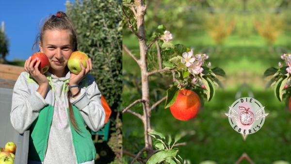Apfelernte bei den Eberls 2022