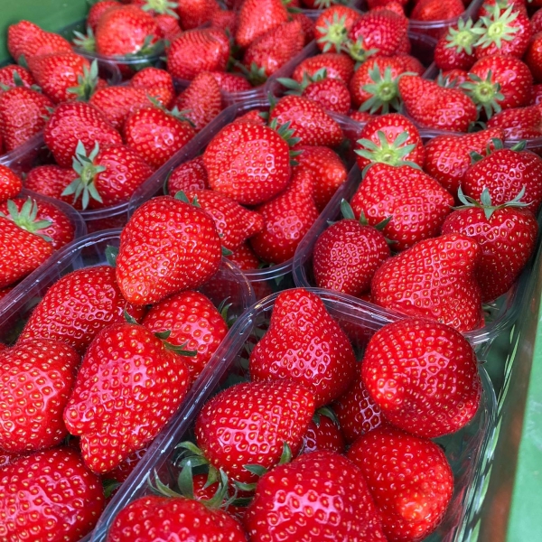 Bauers Erdbeeren jetzt bei Eberl Obsthof & Backstube